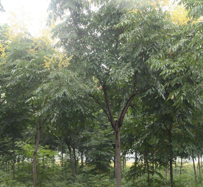 栾树苗木，复叶栾树，北栾，黄山栾树