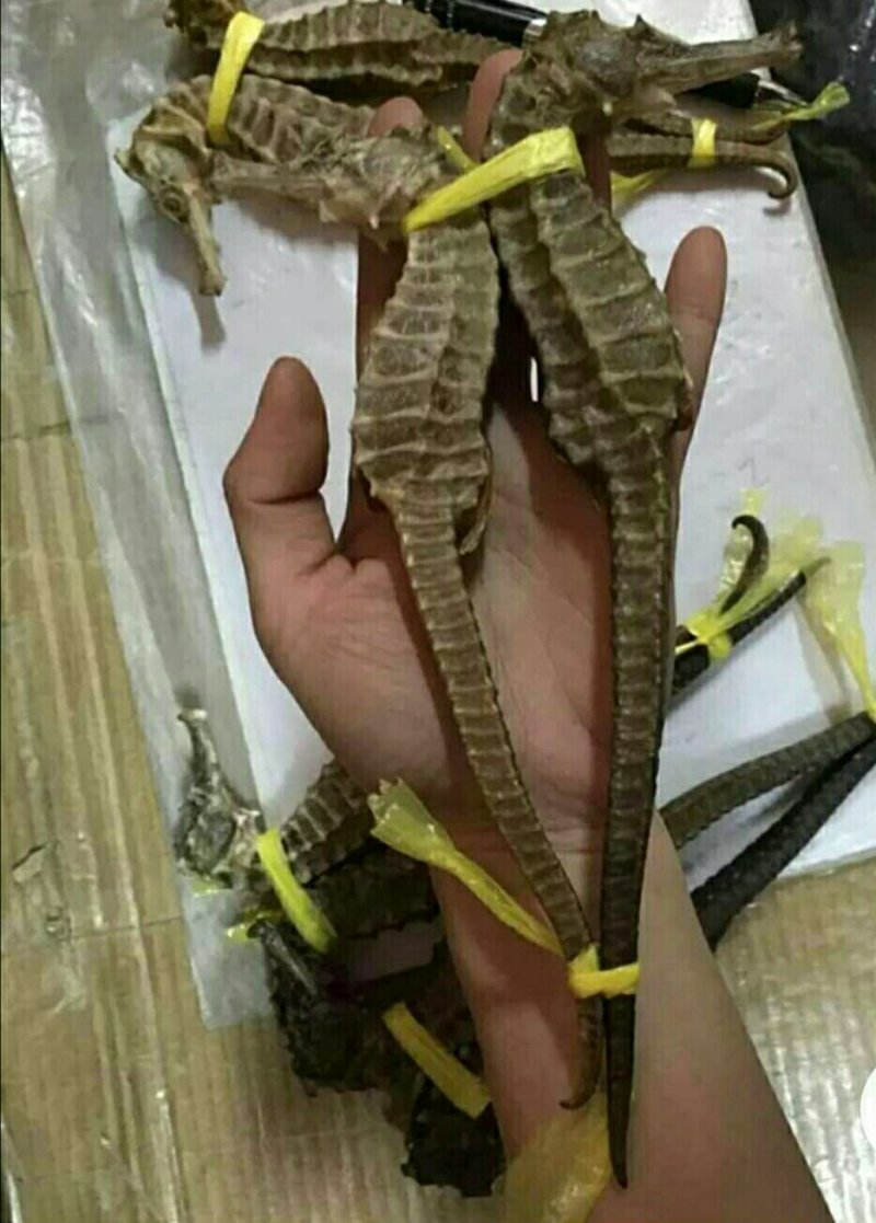干海马一公一母搭配好5对起包邮