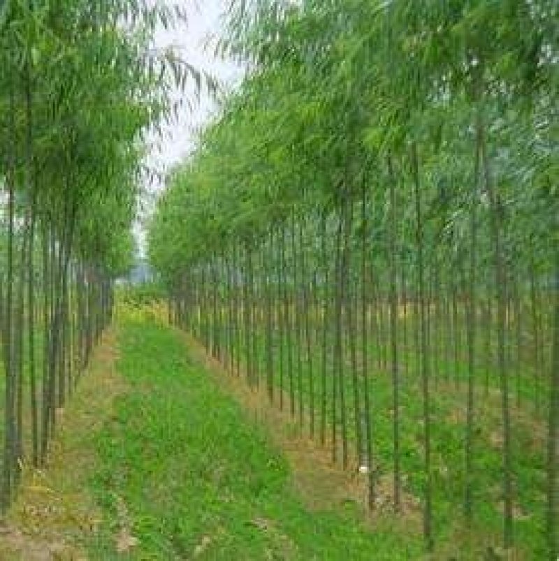 垂柳，黄金柳，馒头柳，青皮柳，柳树，行道树