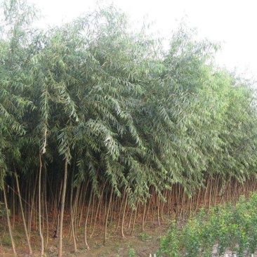 垂柳，黄金柳，馒头柳，青皮柳，柳树，行道树