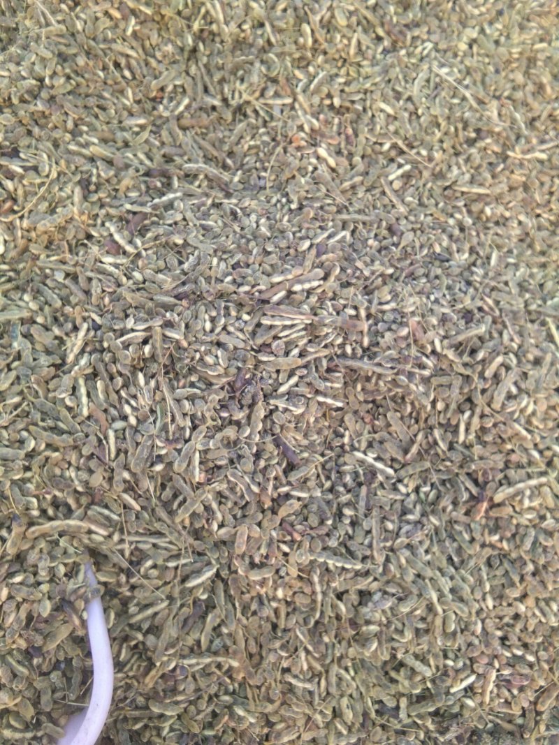 槐角