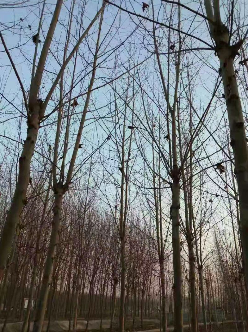 法桐