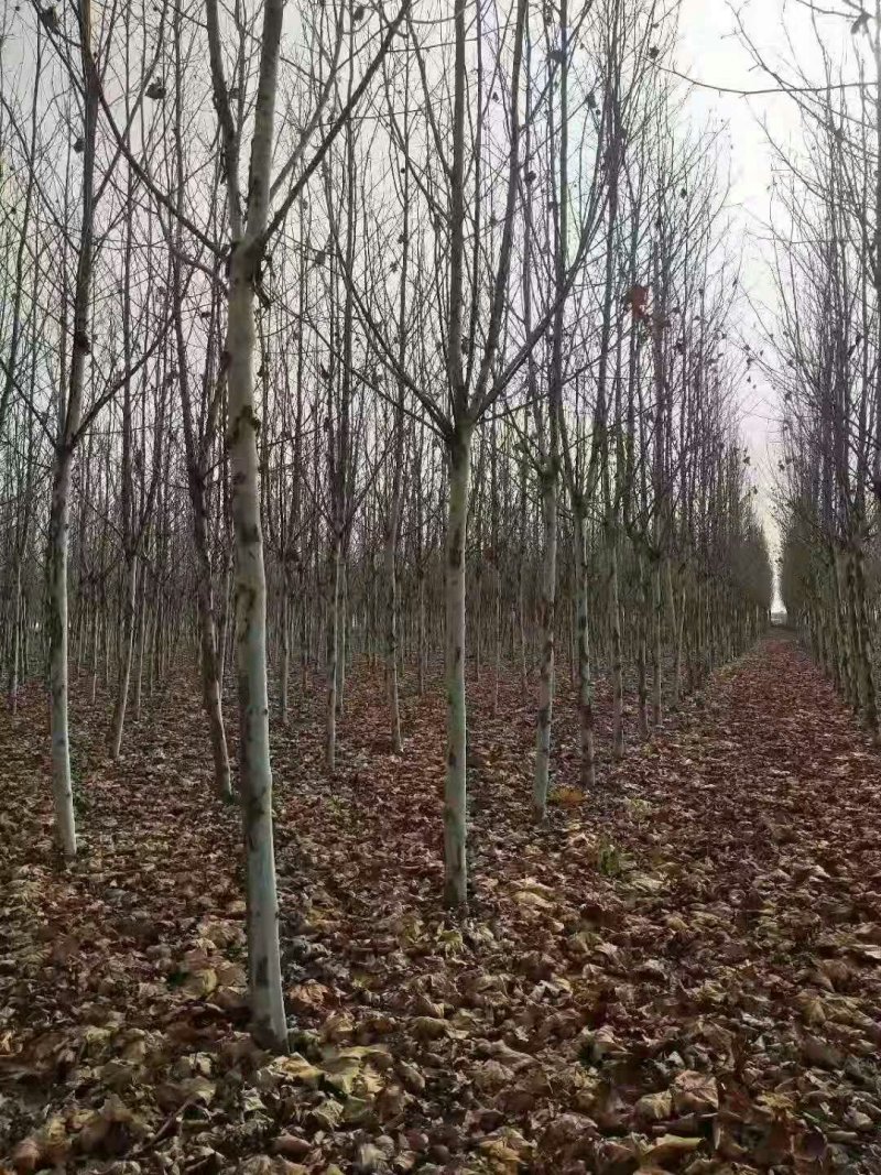 法桐