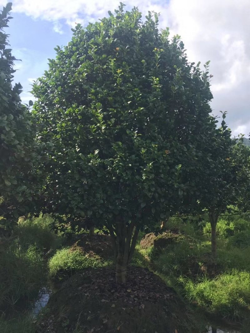 茶花3-5公分装车85茶梅球均有苗圃大量供应