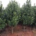 茶花3-5公分装车85茶梅球均有苗圃大量供应