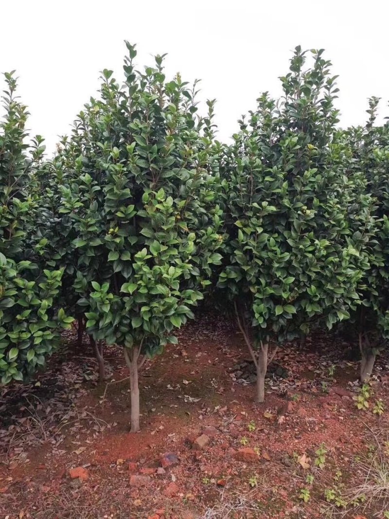 茶花3-5公分装车85茶梅球均有苗圃大量供应