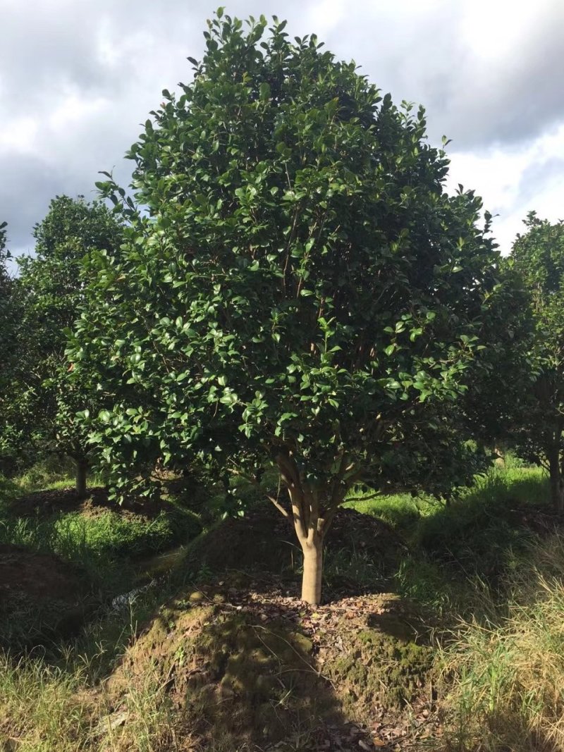 茶花3-5公分装车85茶梅球均有苗圃大量供应