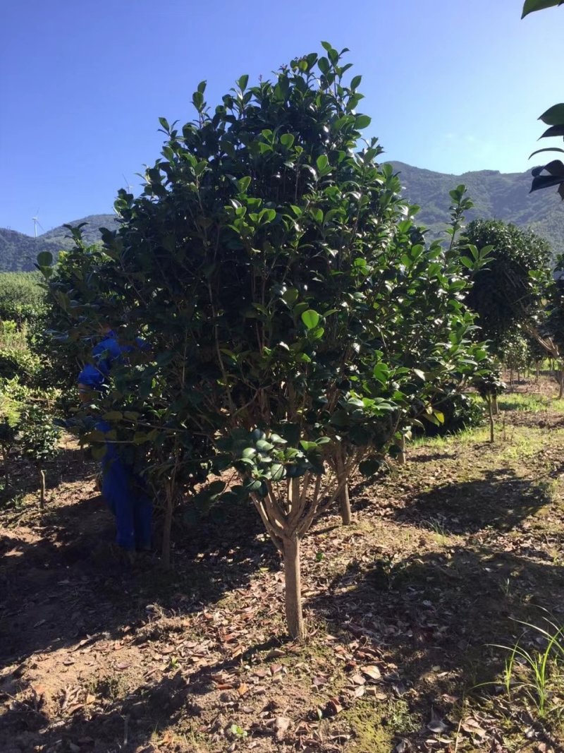 茶花3-5公分装车85茶梅球均有苗圃大量供应