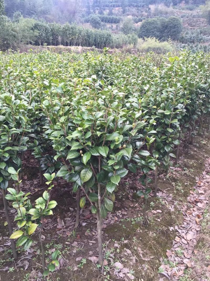 茶花3-5公分装车85茶梅球均有苗圃大量供应