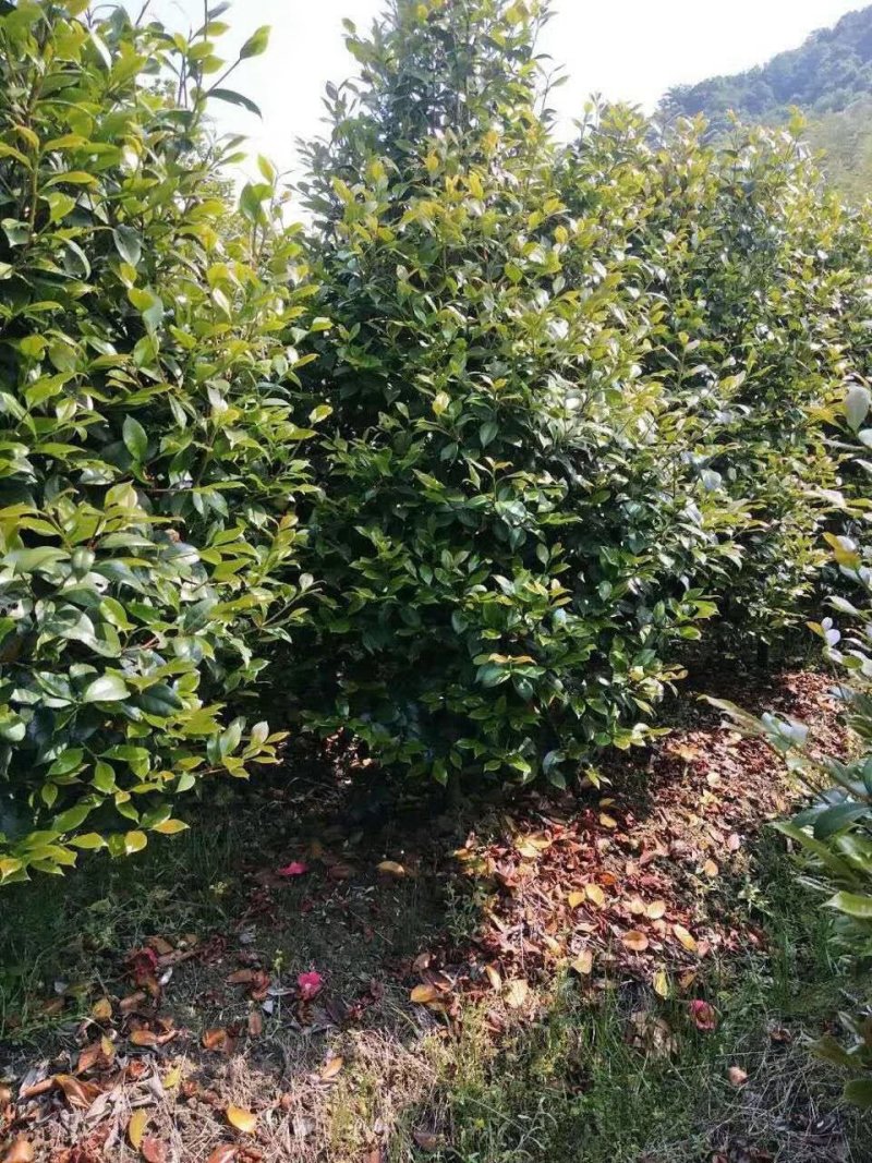 茶花3-5公分装车85茶梅球均有苗圃大量供应