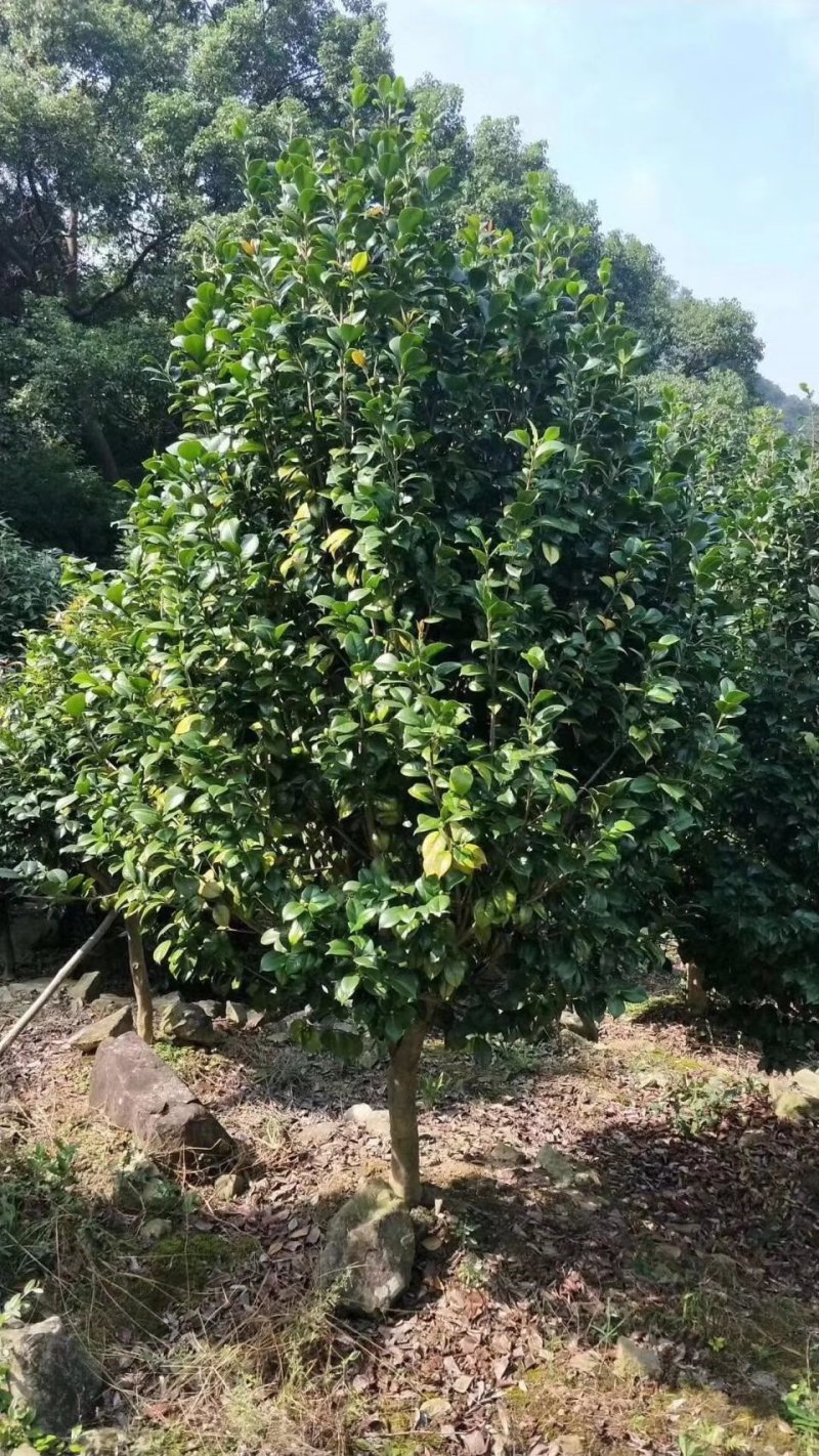 茶花3-5公分装车85茶梅球均有苗圃大量供应