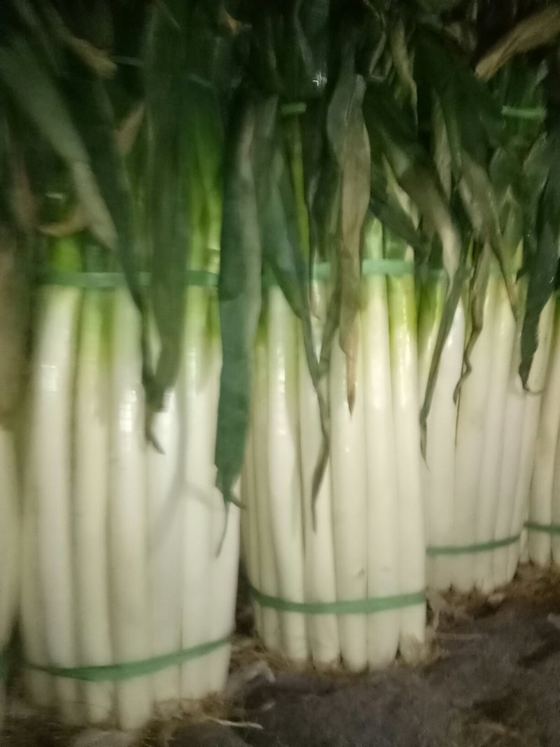 大葱