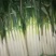 大葱