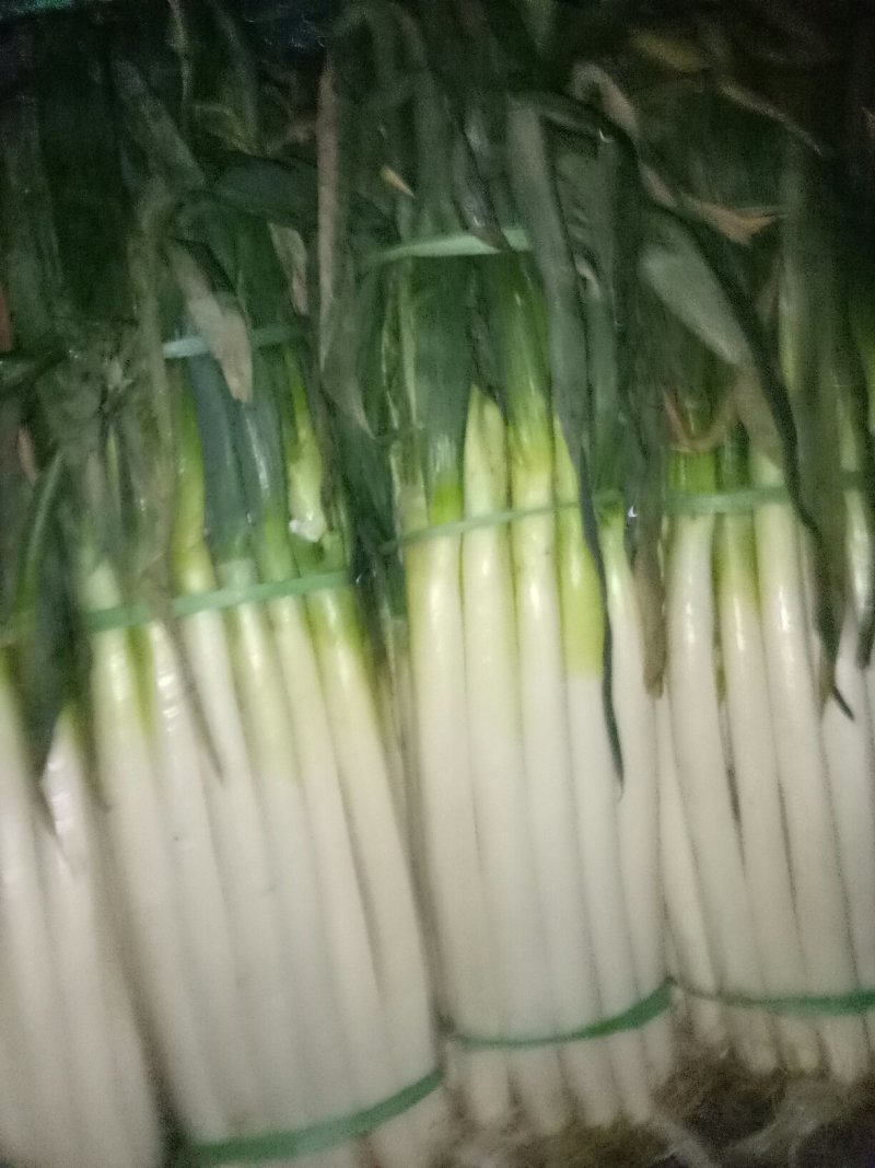 大葱