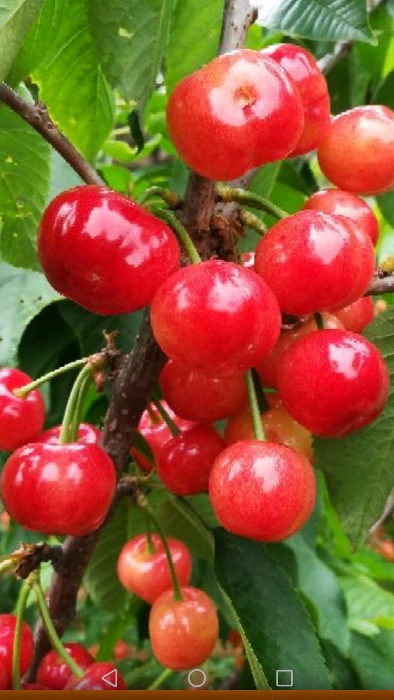 高效种植嫁接修剪管理技术团队