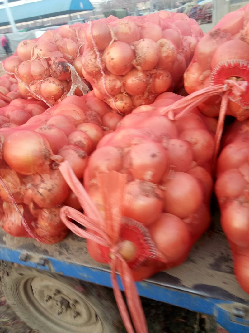 圆葱