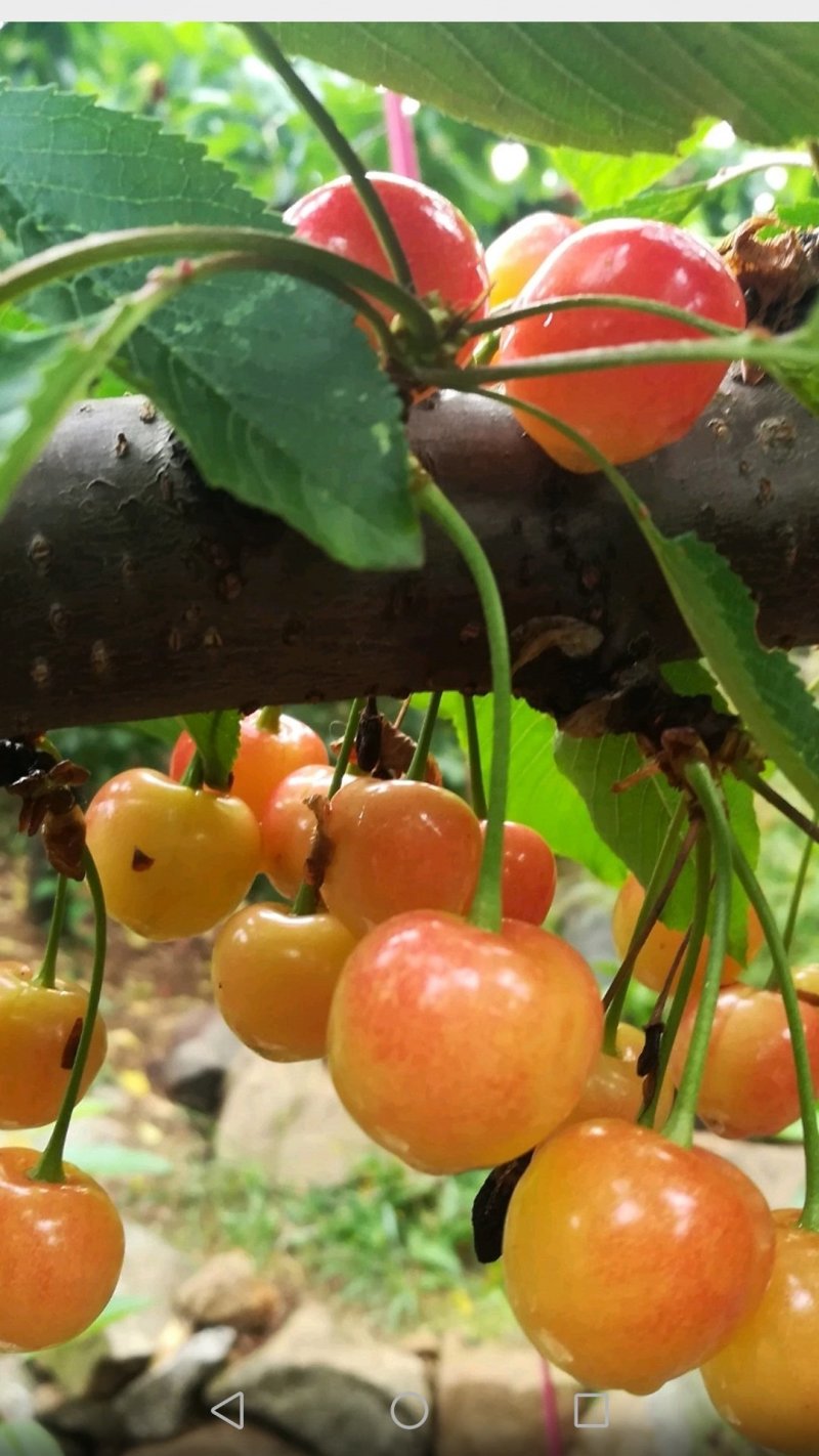高效种植嫁接修剪管理技术团队