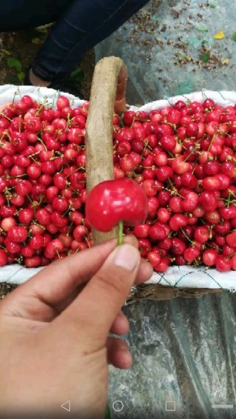 高效种植嫁接修剪管理技术团队