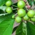 高效种植嫁接修剪管理技术团队