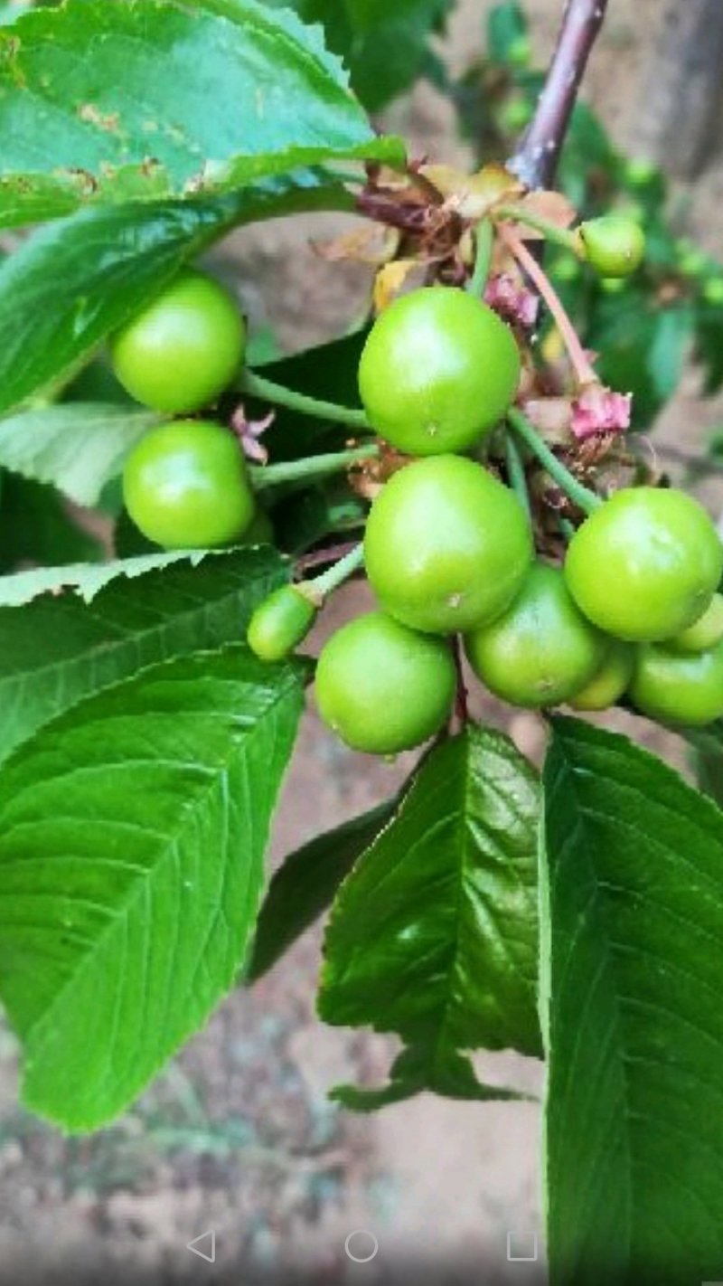 高效种植嫁接修剪管理技术团队