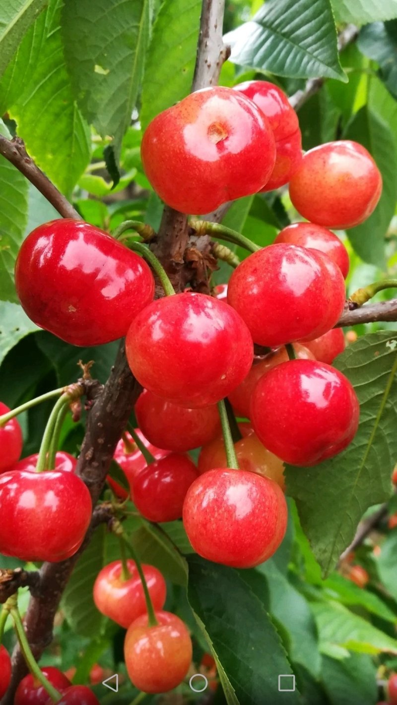 高效种植嫁接修剪管理技术团队