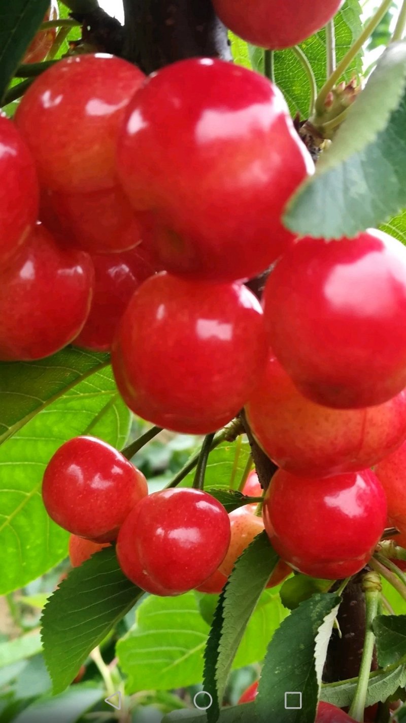 高效种植嫁接修剪管理技术团队