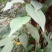 野生，海风藤，风藤子