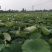 莲藕