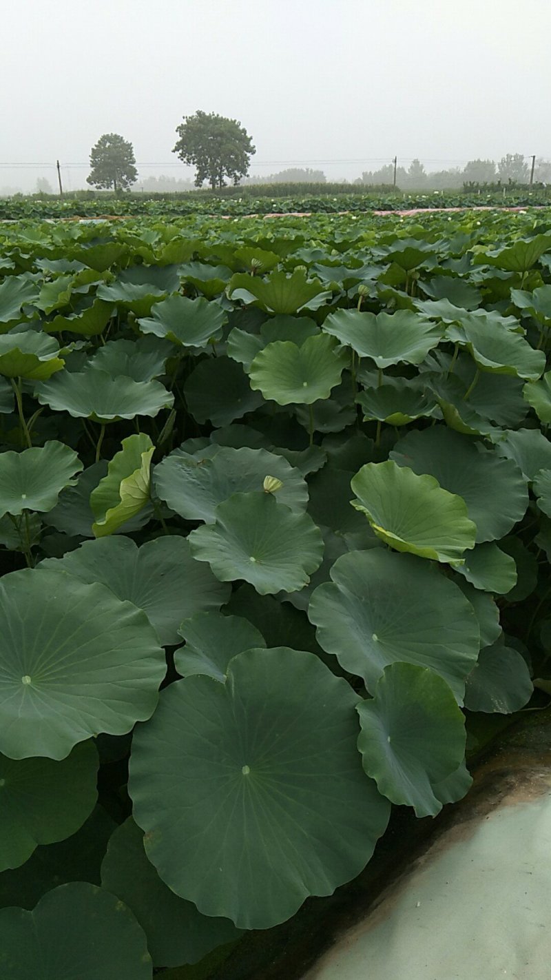 莲藕