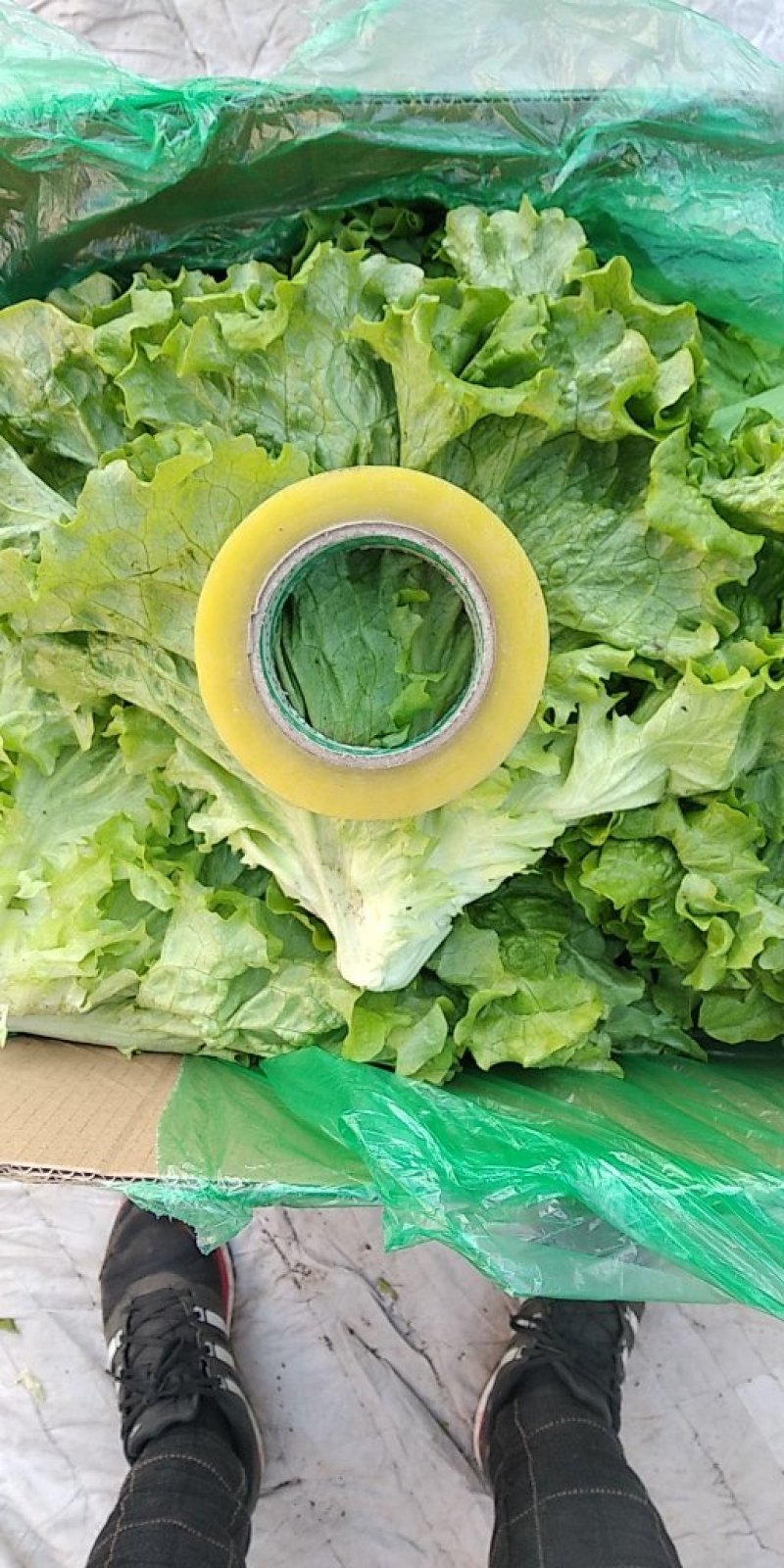 绿叶生菜上市，质优价廉