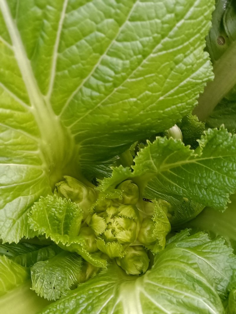儿菜