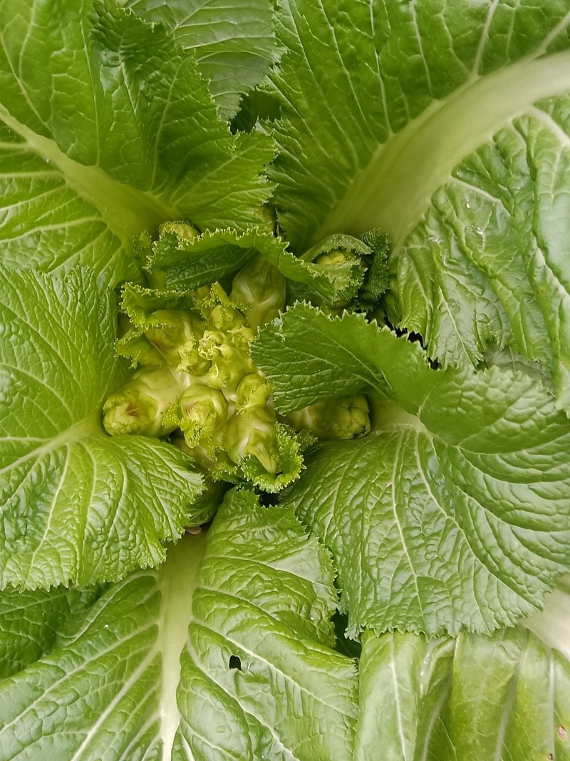 儿菜