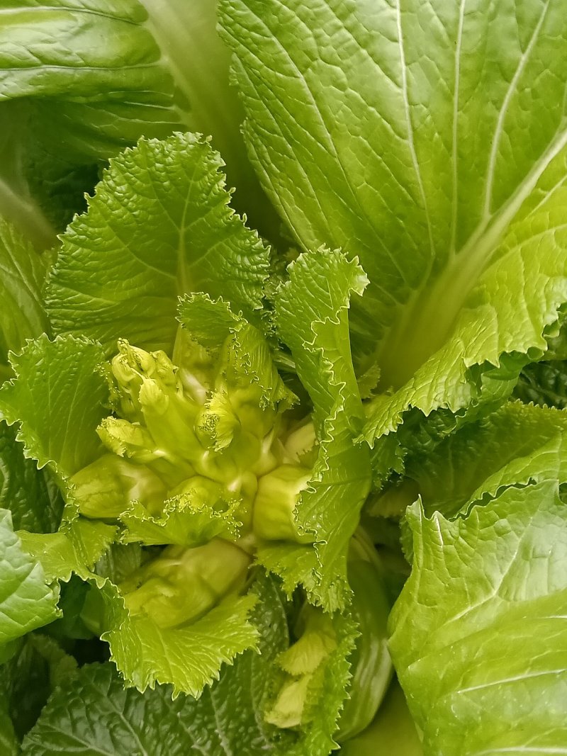 儿菜
