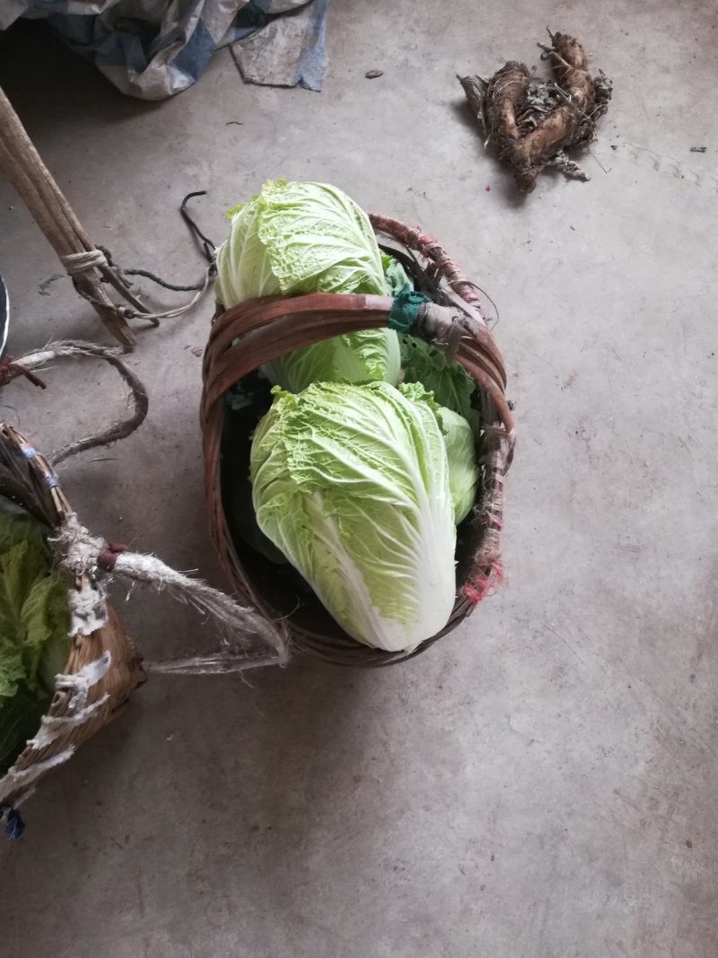大白菜，义和秋，黄心，（净菜）三至四斤，有货有量欢迎询价