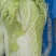 大白菜，义和秋，黄心，（净菜）三至四斤，有货有量欢迎询价