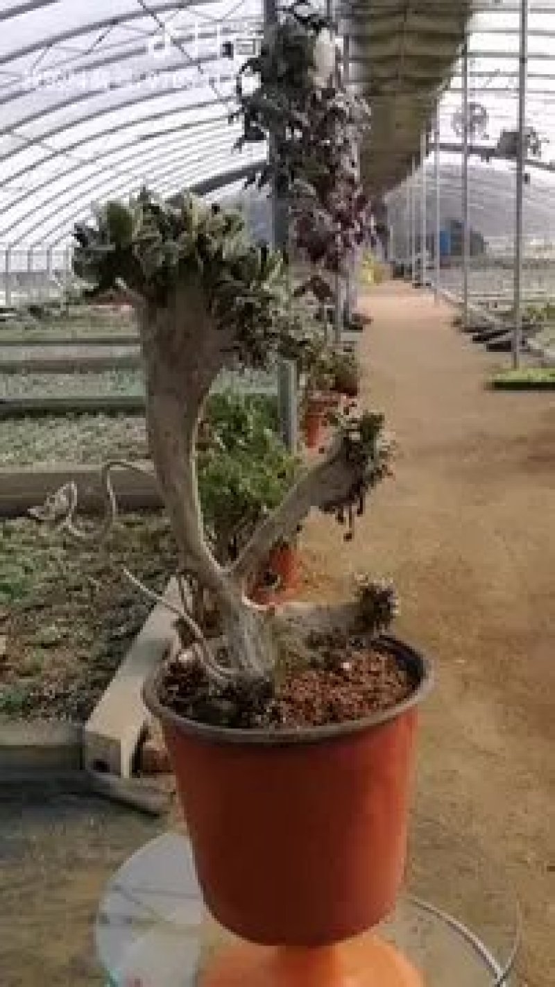 多肉植物