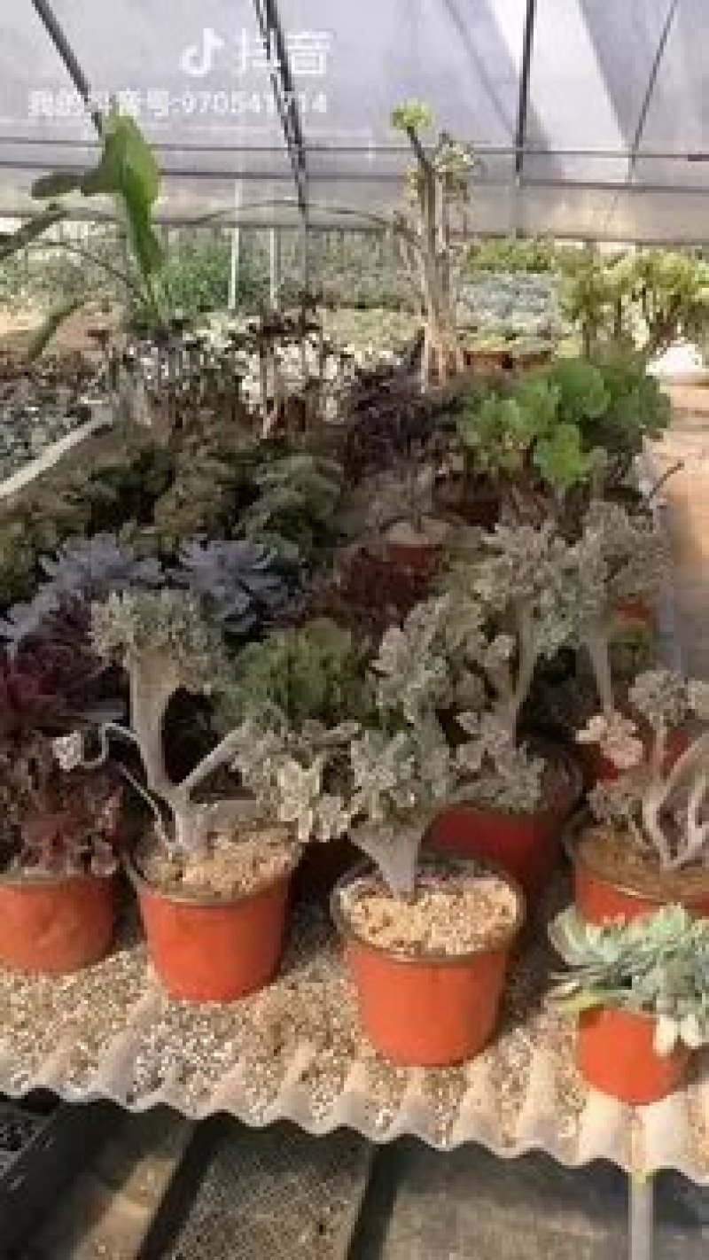 多肉植物