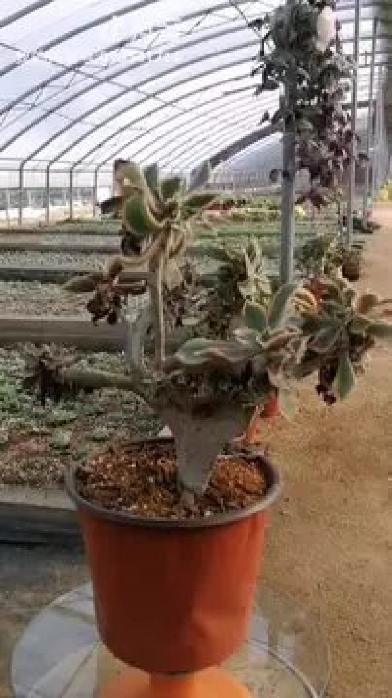 多肉植物