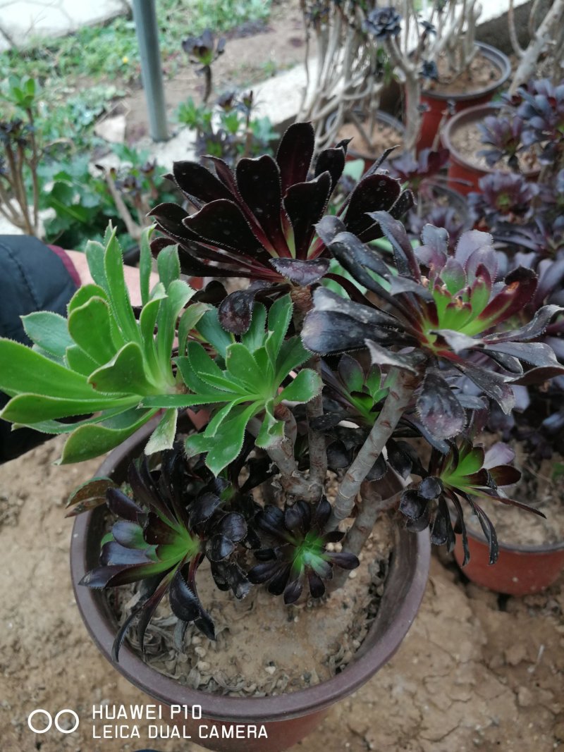 多肉植物