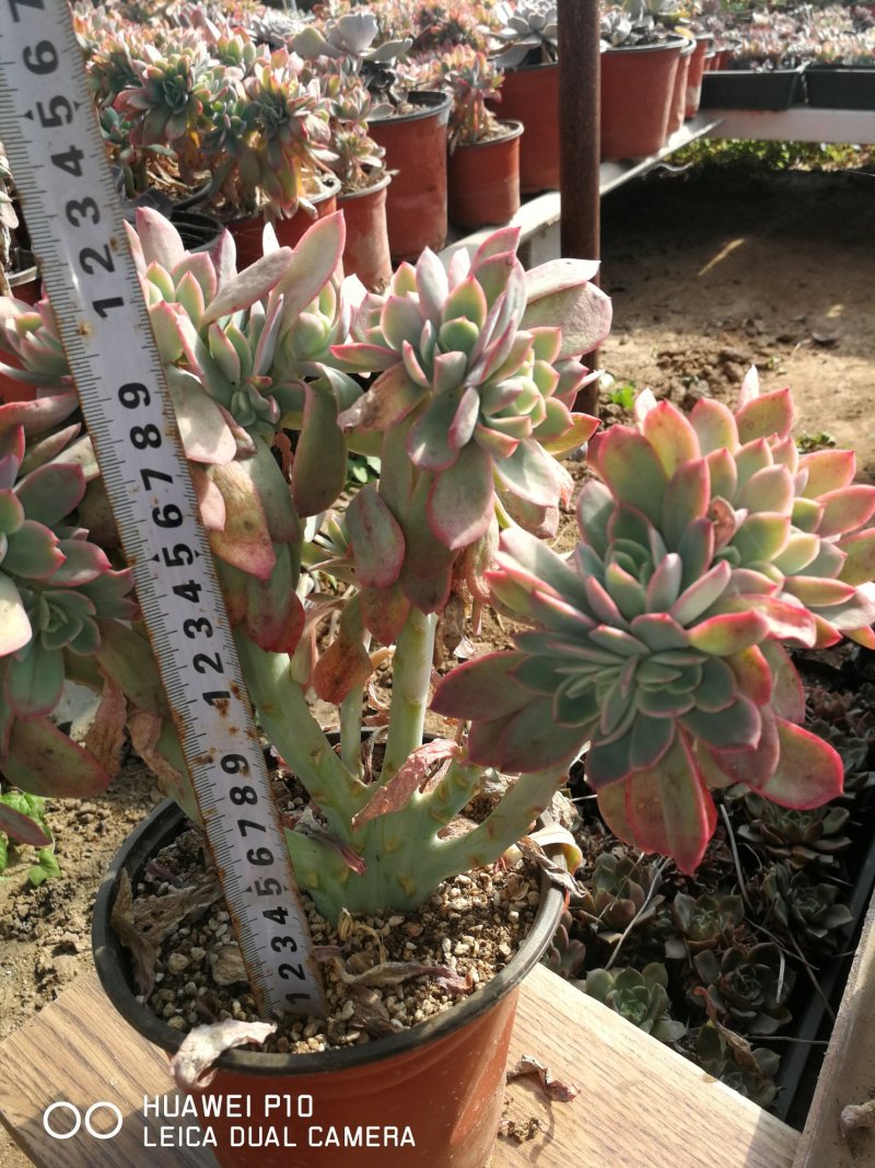 多肉植物