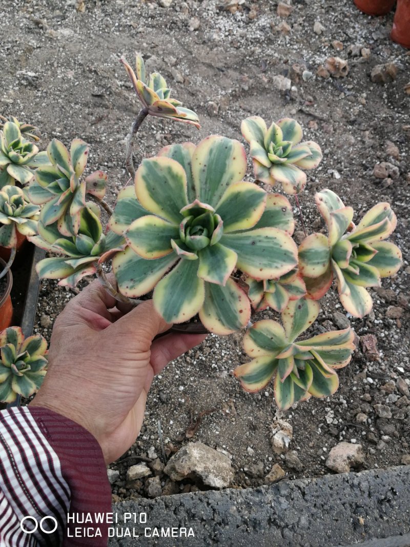 多肉植物