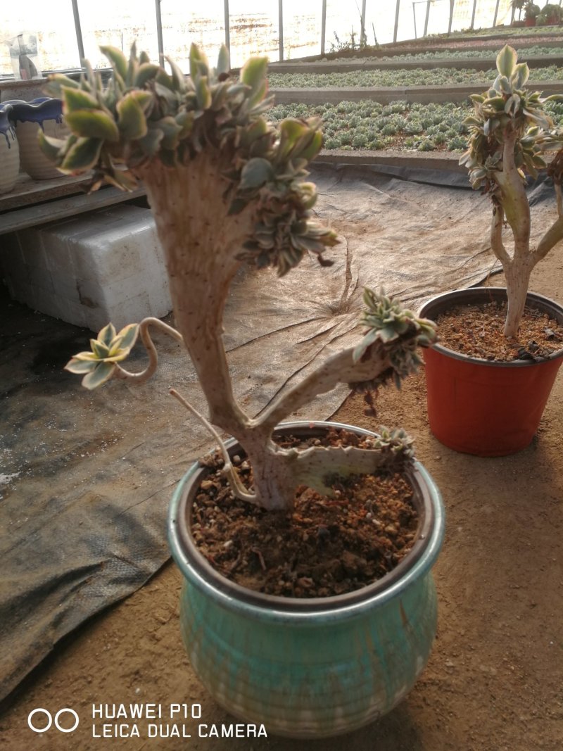 多肉植物