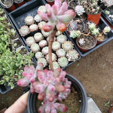 多肉植物