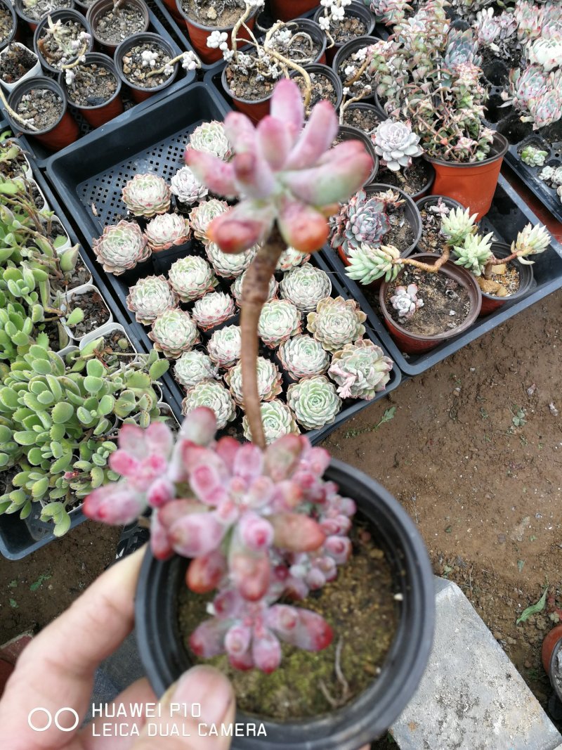 多肉植物
