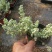 多肉植物