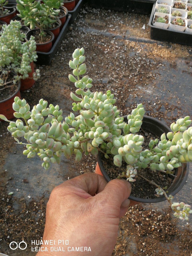 多肉植物