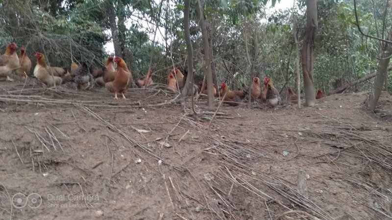 上树土鸡