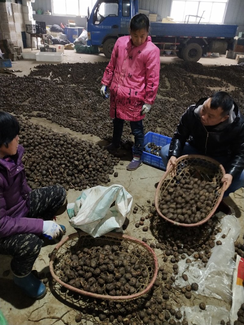 马蹄，荸荠