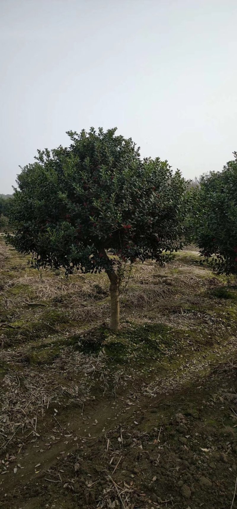 无刺枸骨球大小均有冠幅一米球75苗圃大量供应