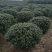 无刺枸骨球大小均有冠幅一米球75苗圃大量供应